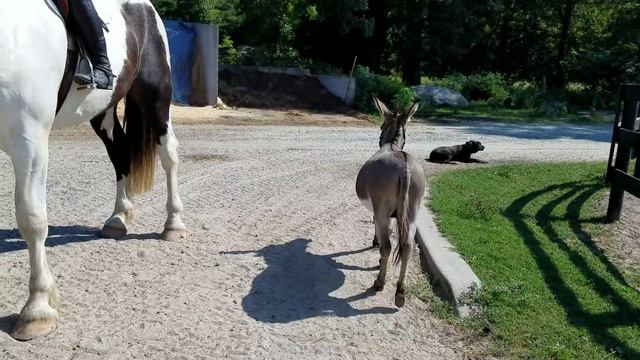 Angry Donkey vs. BIG Horse смотреть онлайн