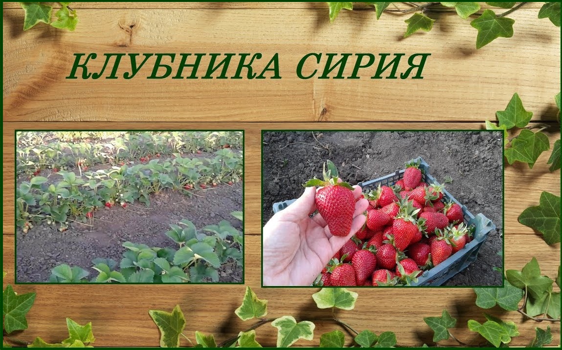 Клубника Сирия красавица-итальянка хороша со всех сторон смотреть онлайн