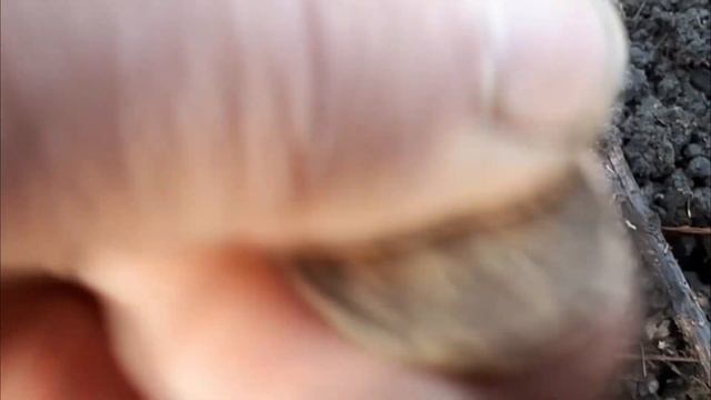 ЛЕНИН И ЗОЛОТО ПАРТИИ смотреть онлайн