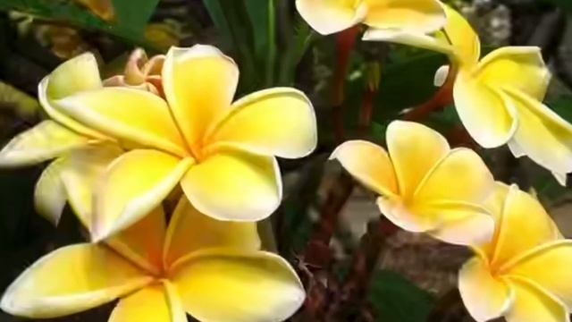 ПЛЮМЕРИЯ смотреть онлайн