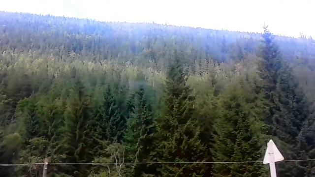 ХВОЙНЫЕ ЛЕСА КАРПАТСКИХ ГОР смотреть онлайн