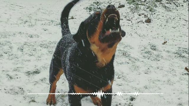 🎼Dog Barking Sound | Dog Sound Effect _ by the mobile ringtone смотреть онлайн