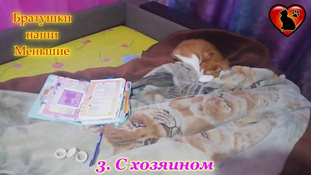Что расскажет о вашей кошке место, которое она выбирает для сна?! смотреть онлайн