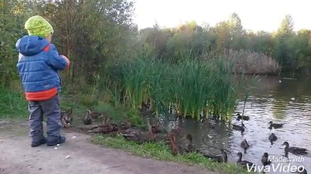 Кормим уток. Дю прогулочка. ))) смотреть онлайн