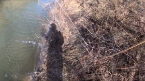 ПАУК ГНЁТСЯ от РЫБЫ | РЫБАЛКА НА ПАУК | ЛОВЛЯ на ПОДЬЁМНИК.