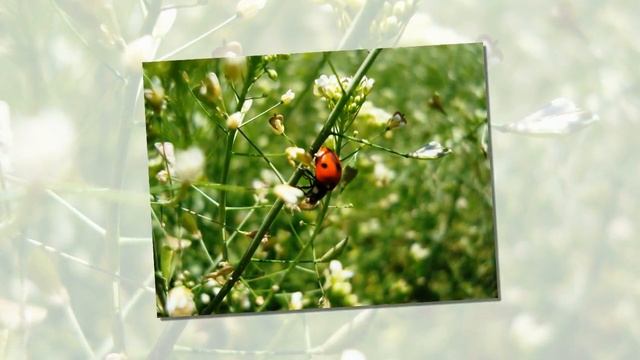 Детям про насекомых. Бабочка, стрекоза, божья коровка, муравей, муха, комар. смотреть онлайн