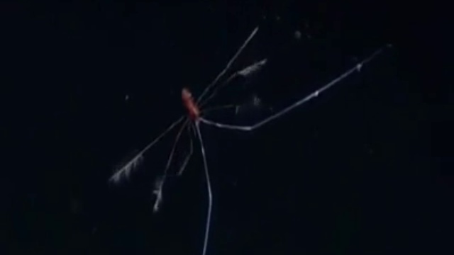 Подводный мир смотреть онлайн