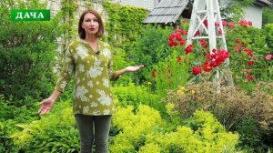 Красивые неприхотливые  многолетники для сада - вербейник и манжетка