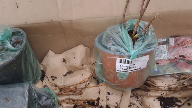 ПОКУПКА 9 ГОРТЕНЗИЙ. НОВЫЕ СОРТА ТРЁХ ВИДОВ. МЕТЕЛЬЧАТАЯ. КРУПНОЛИСТНАЯ И ДРЕВОВИДНАЯ. смотреть онлайн