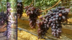 Виноград БАЙКОНУР