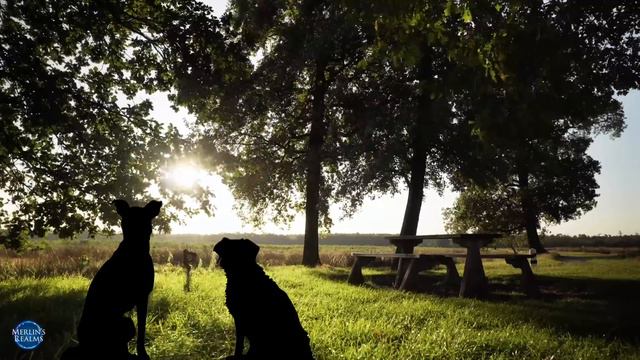 12 Hours of Deep Separation Anxiety Music for Dogs [They will thank you!] смотреть онлайн