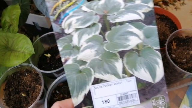 Декоративно - лиственные для дачи! смотреть онлайн