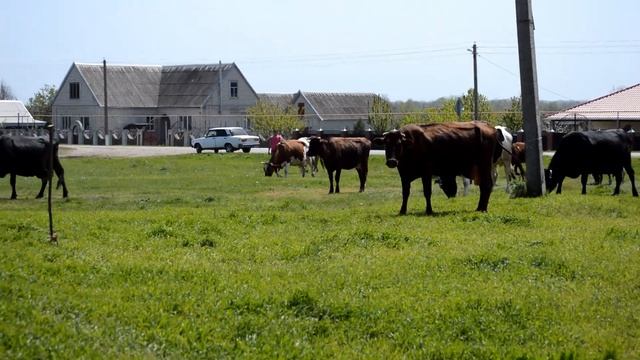 Веселой шумною толпой коровы шли на водопой смотреть онлайн