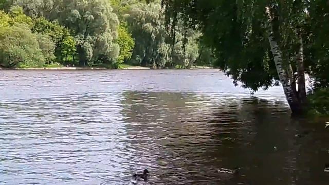 #Московские #утки #городские #река смотреть онлайн