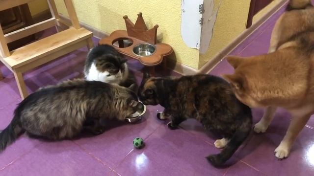 Ряженка для котиков смотреть онлайн