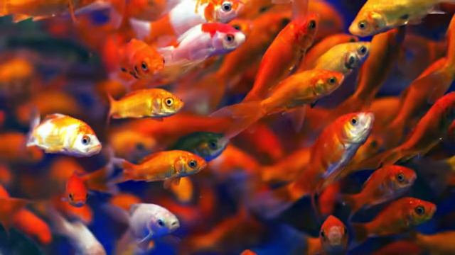 Маленькая рыбка от мамы убежала смотреть онлайн