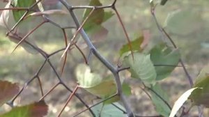 Рубрика "ЗаДачник": боярышник Арнольда