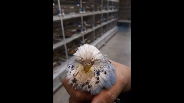 DANIEL LÜTOLF'S AVIARY VISIT 2018 смотреть онлайн