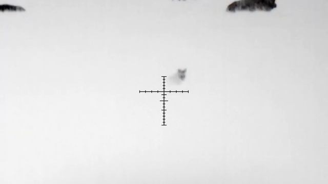 7 Jackal On One Spot