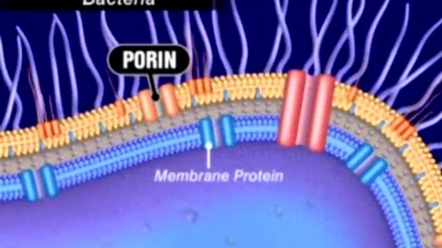 The Animation of Antimicrobial Resistance смотреть онлайн
