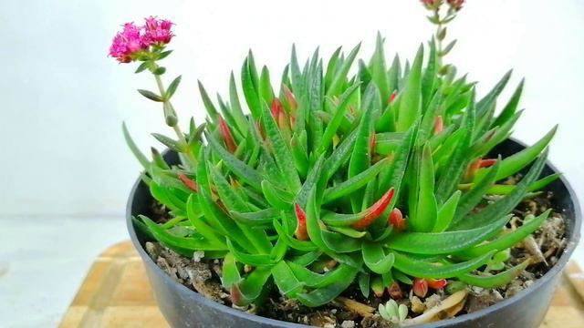 Crassula Exilis Schmidtii DONSUCULENTO