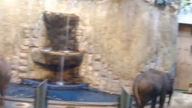 Московский зоопарк ужас !!!!!!! смотреть онлайн