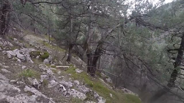 Лес в горах / Прогулка в лесу смотреть онлайн