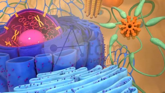 Human Cell Inner Structure Closeup смотреть онлайн