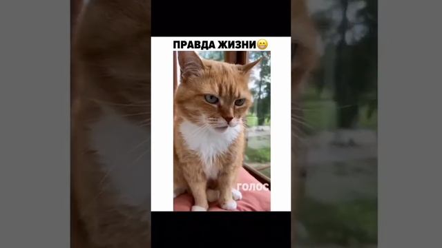 наглядная разница между котами и собаками.the difference between cats and dogs. смотреть онлайн