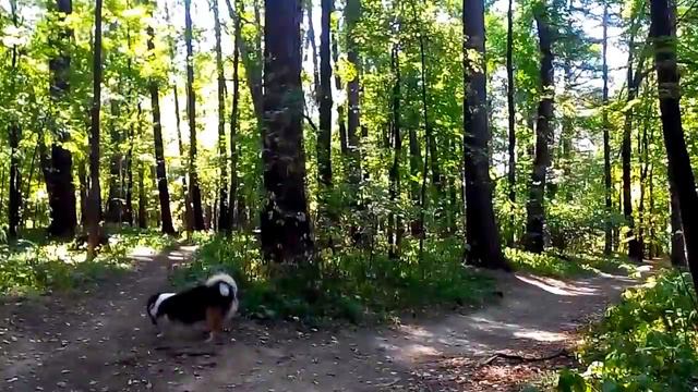 Собака резвится в лесу. Стабилизированое. смотреть онлайн
