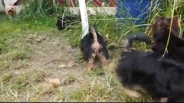 Щеночки йорка гуляют с мамой смотреть онлайн