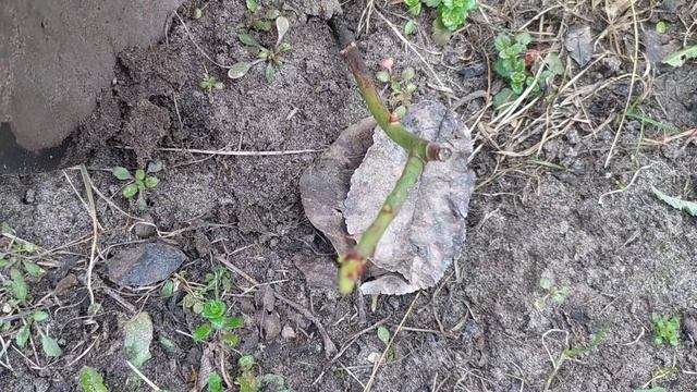 Как пересадить поросль шиповника. Как приживается поросль шиповника. смотреть онлайн