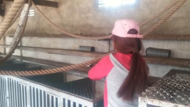 Самый дорогой кофе в мире - Лювак во Вьетнаме. Coffee Luwak смотреть онлайн