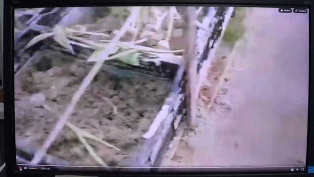 Выгонка тюльпанов.Грубые ошибки. смотреть онлайн