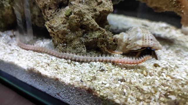 Огненные черви vs рак отшельник смотреть онлайн