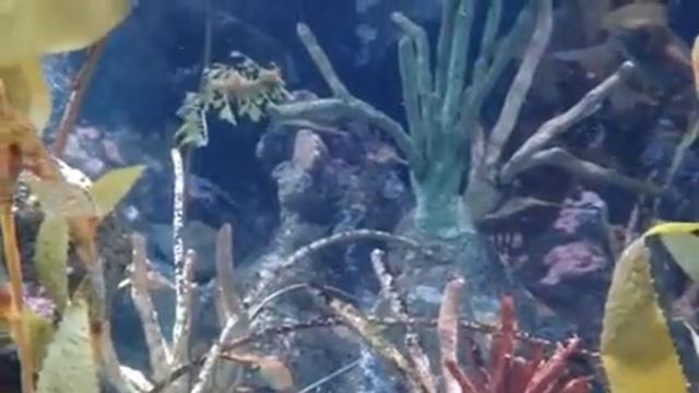 Морской дракон смотреть онлайн