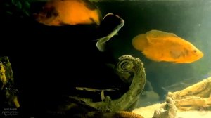 Цихлозома против Пираний и Астронотусов / Часть вторая ...