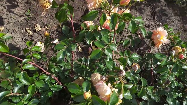 ПЭТ ОСТИН (Pat Austin), Austin Великобритания, 1995 г. Английские розы (English Rose, Austin) смотреть онлайн