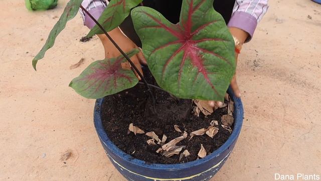 HOW TO GROW CALADIUM IN CEMENT POT WITH NATURAL ROCKS. смотреть онлайн