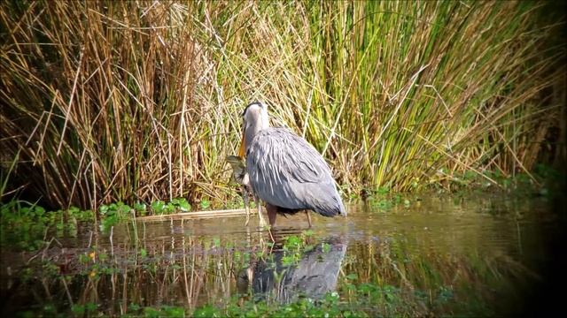 Bullfrog devoured by Great blue heron смотреть онлайн