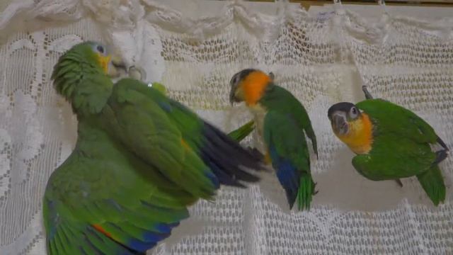 Каики и венесуэльский амазон. От вражды до дружбы одно мгновение. смотреть онлайн