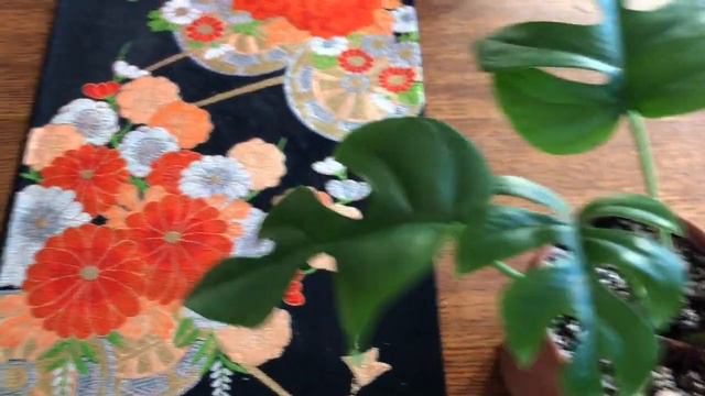 Let's Compare My Rhaphidophora Tetrasperma / Tissue Culture Or Non Tissue Culture?