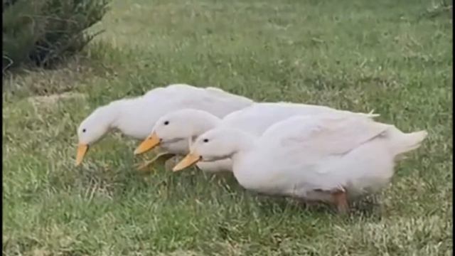 Бройлерная утка Орвия Ст-5 в нашем хозяйстве смотреть онлайн