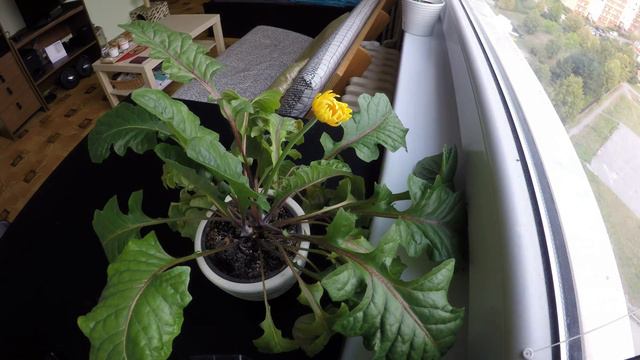 Gerbera Bloom Timelapse / 2 days / 1 frame per 2 minutes смотреть онлайн