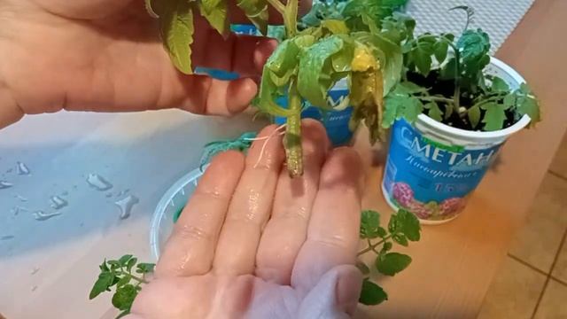 Результат укоренения осенних черенков томатов двумя способами. Интересный вариант. смотреть онлайн