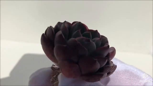 Echeveria Monica Drop (Y) смотреть онлайн