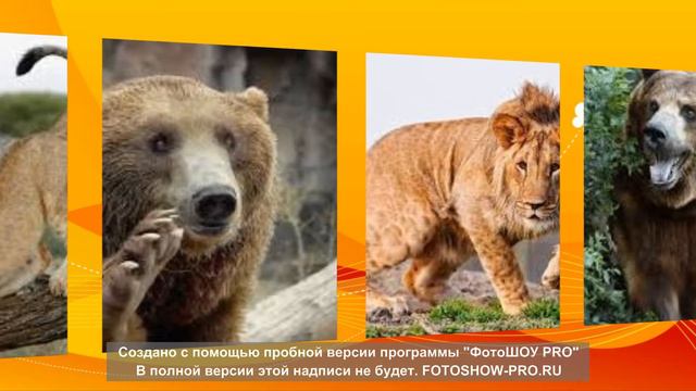 Дикие хищники смотреть онлайн