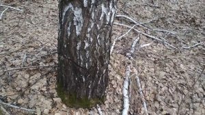 Когда лучше собирать березовый сок.