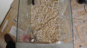 Видеозапись отпугивания мышей с прибором ГРАД А 1000 ПРО при максимальной мощности