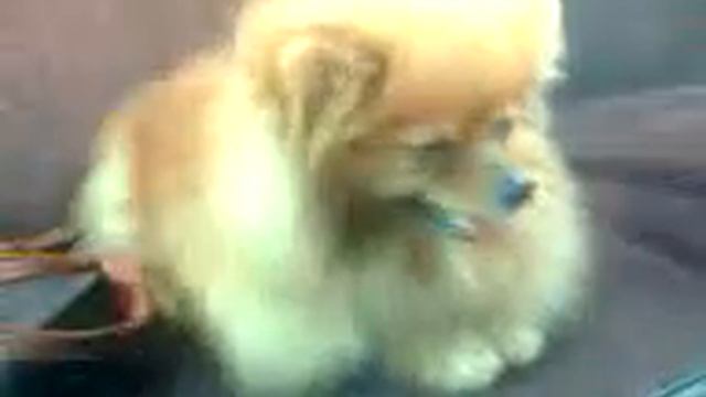 Приучение к автомобилю смотреть онлайн